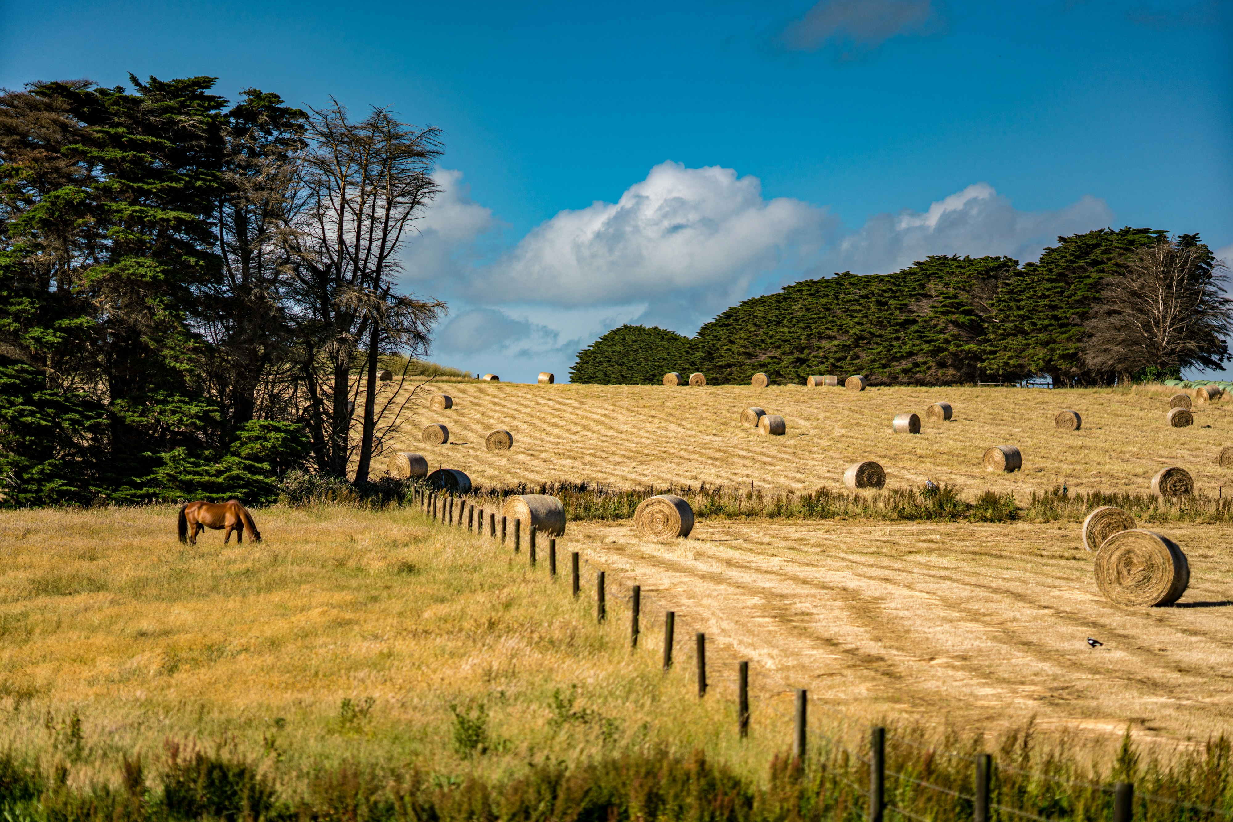 brown horses on green grass field under blue sky during daytime